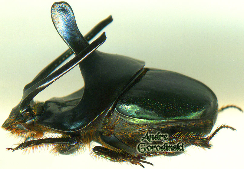 http://www.gorodinski.ru/copr/Onthophagus mouhoti.jpg